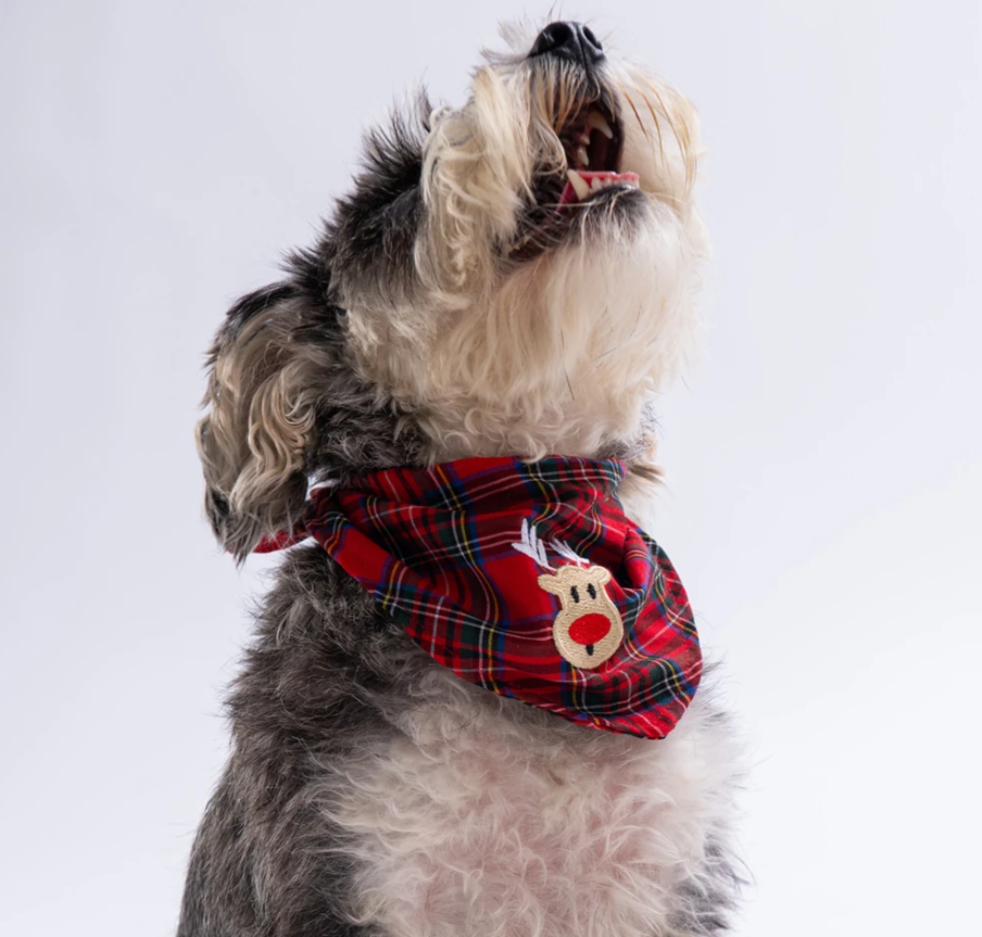 Pawstar Rudy Bounce Kedi ve Köpek Bandanası