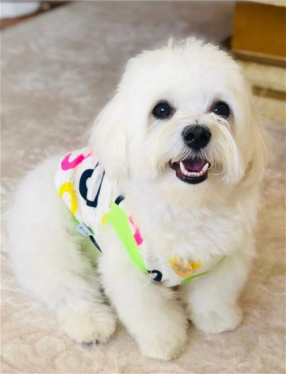 Kalpli Küçük Köpek Sweatshirtü (2,5 kg - 6,5 kg arasına uygun bedenlerde)