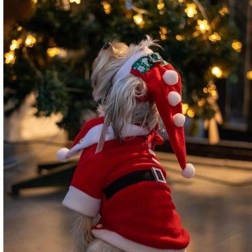 Gedyco Polar Küçük Irk Köpek Noel Baba Ceketi (2,5 kg-8 kg arasına uygun bedenlerde)