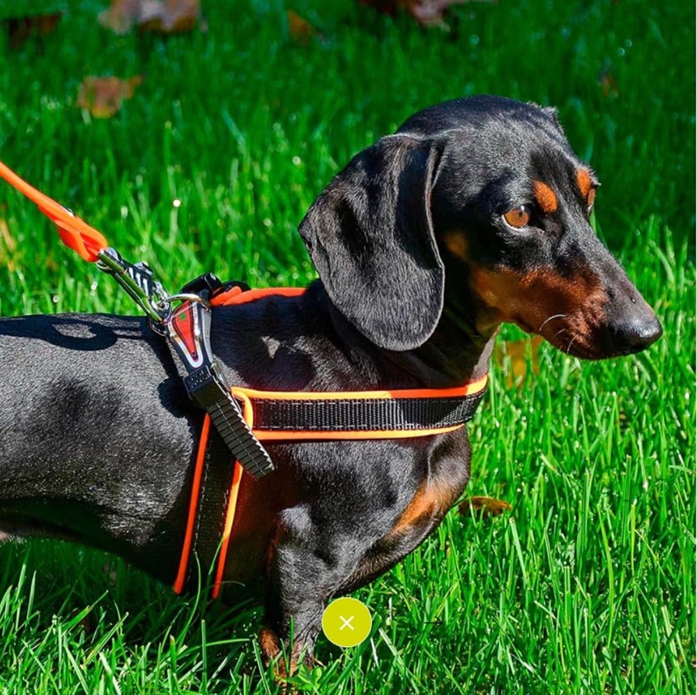 Ferplast Agila Fluo Orange Köpek Göğüs Tasması Göğüs: 44-52 cm