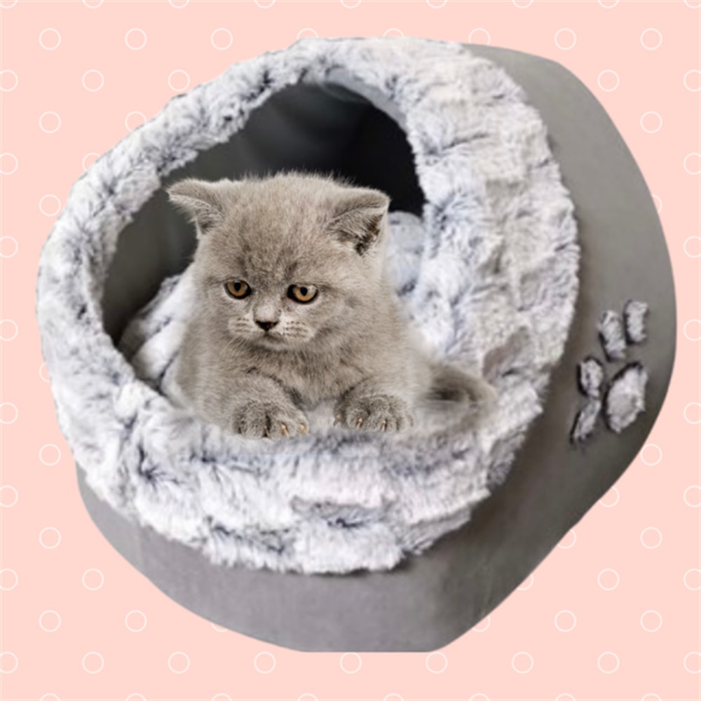 Zampa Alaska Kedi ve Köpek Yuvası