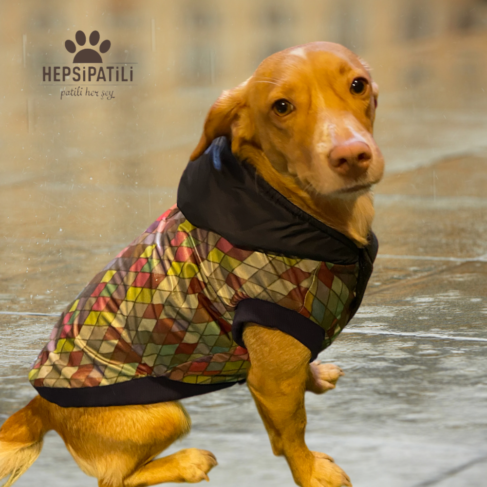 Alphadog Colors Su Geçirmez Küçük Irk Köpek Yağmurluğu