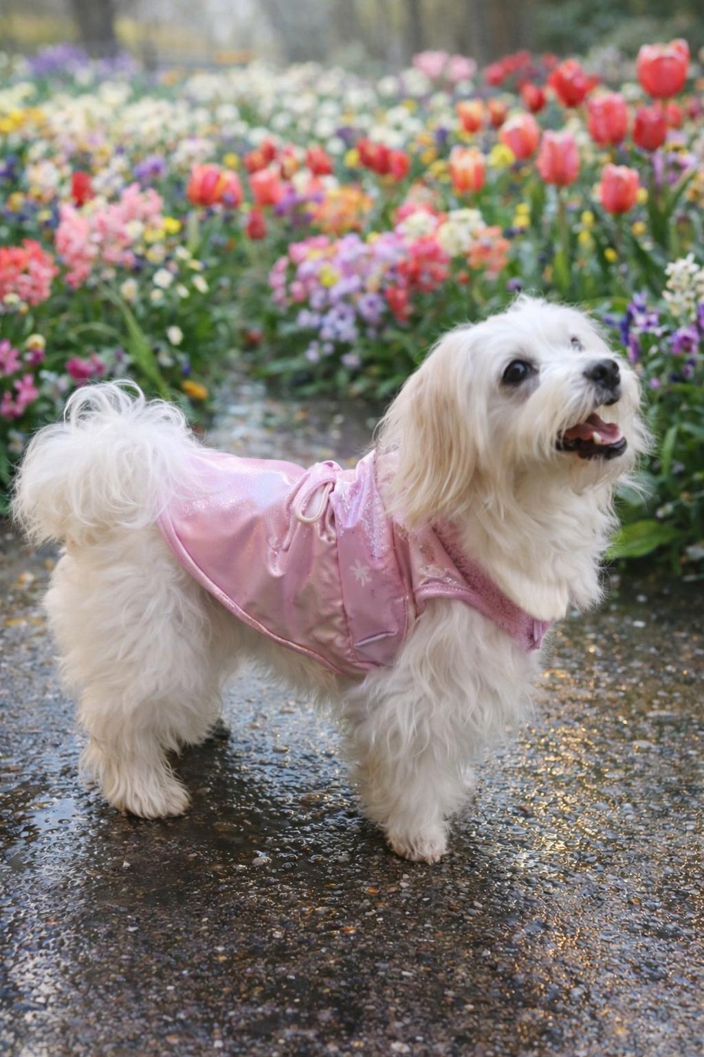 Gedyco Shiny Rose Kalın Polarlı Küçük Irk Köpek Yeleği