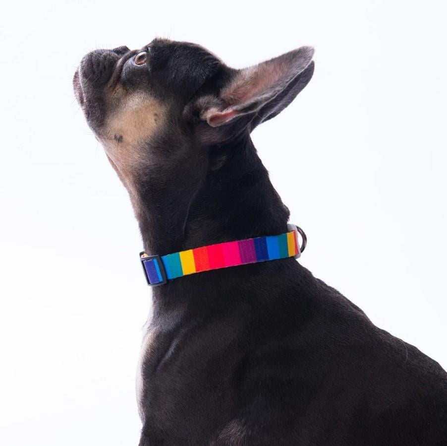 Pawstar Rainbow Boyun Tasması M (Boyun çevresi: 32 cm x 48 cm)