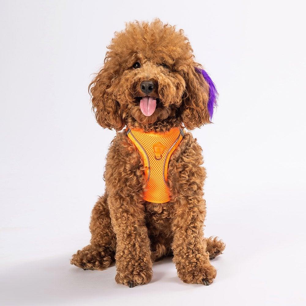 PawStar  Neon Orange - Neon Turuncu Airmesh Köpek Göğüs Tasması