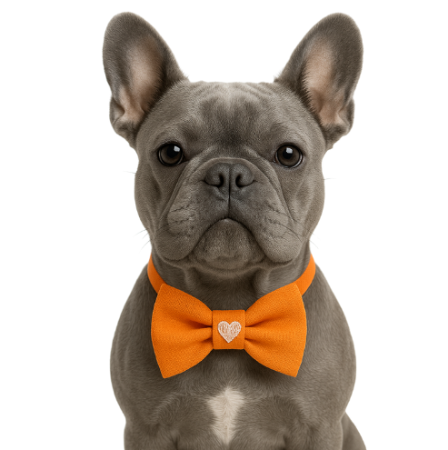 Gedyco Love Turuncu Kedi ve Köpek Papyonu