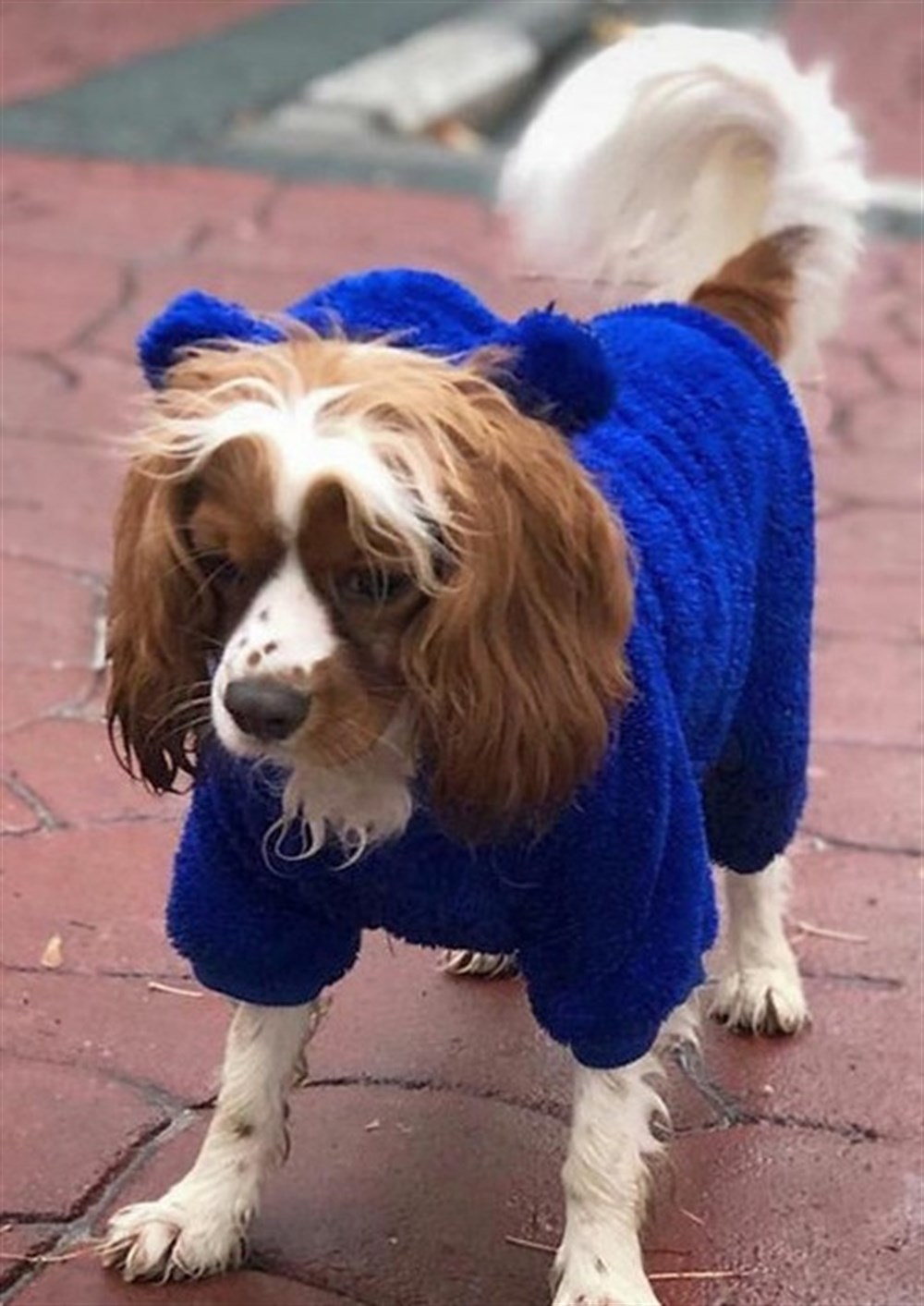 Yumoş Sax Mavi Küçük-Orta Irk Köpek Tulum Sweatshirt