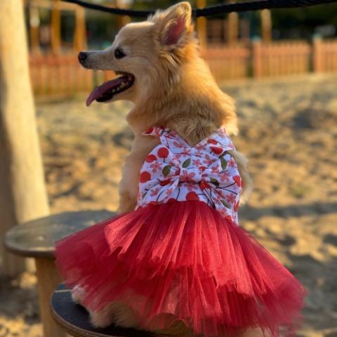 Gedyco Kirazlı Tütülü Küçük Irk Köpek Elbisesi