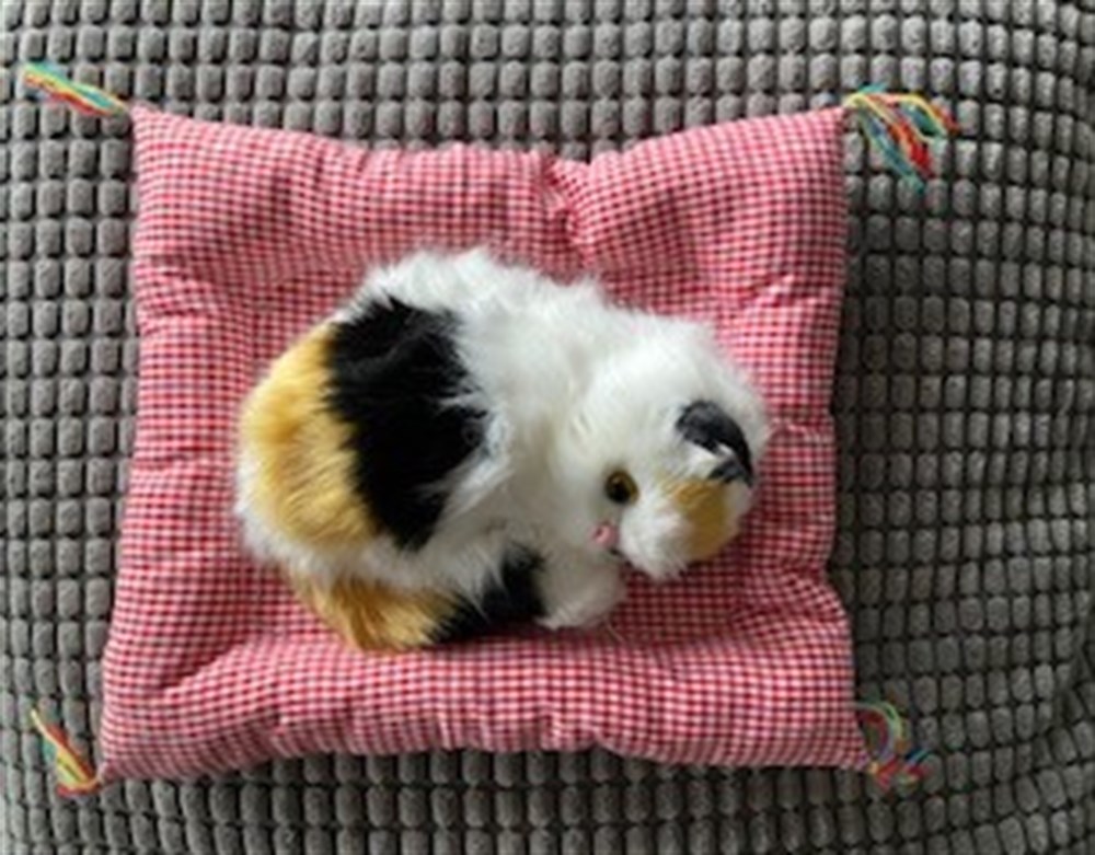 Mİnder Üzerinde Uyuyan Sevimli Kedi (Miyavlıyor bir de)