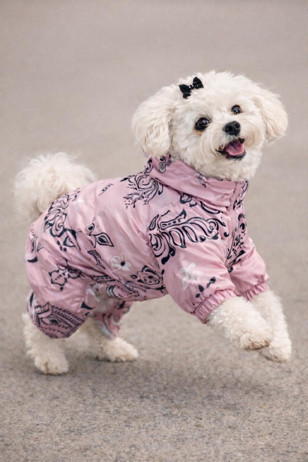 Alphadog Shawl Küçük Irk Kalın Köpek Tulum Yağmurluğu