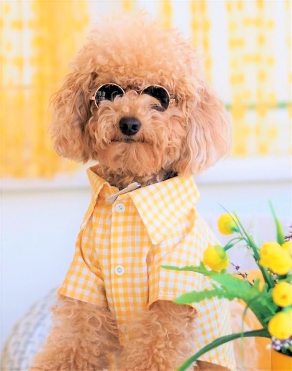 Sarı Kareli Küçük Irk Köpek Gömleği (4,5 kg - 13 kg arasına uygun bedenlerde)