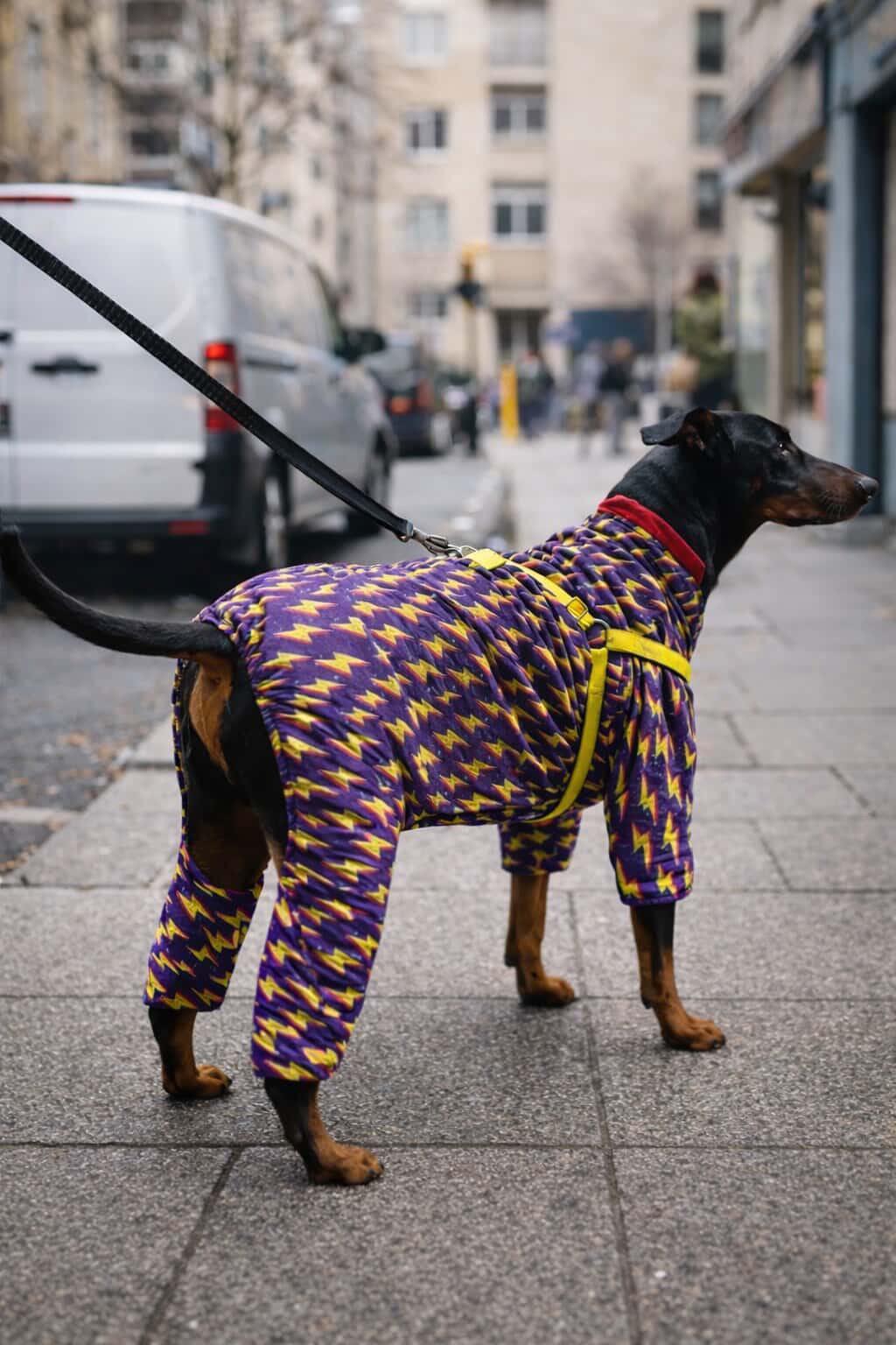 Alphadog Thunder Polarlı Orta-Büyük Irk Köpek Yağmurluk Tulumu