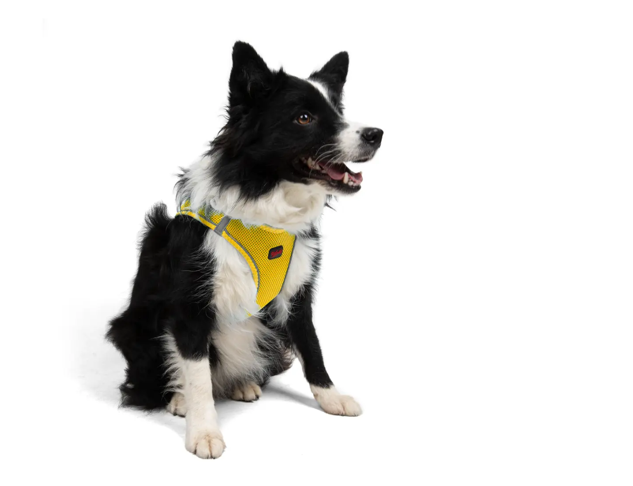 Tailpetz Air-Mesh Yellow Göğüs Tasması