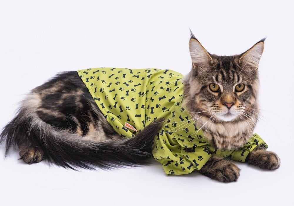 Pawstar Green Ossa Kedi ve Küçük Irk Köpek Gömleği (2,5 kg-11 kg arasına uygun)