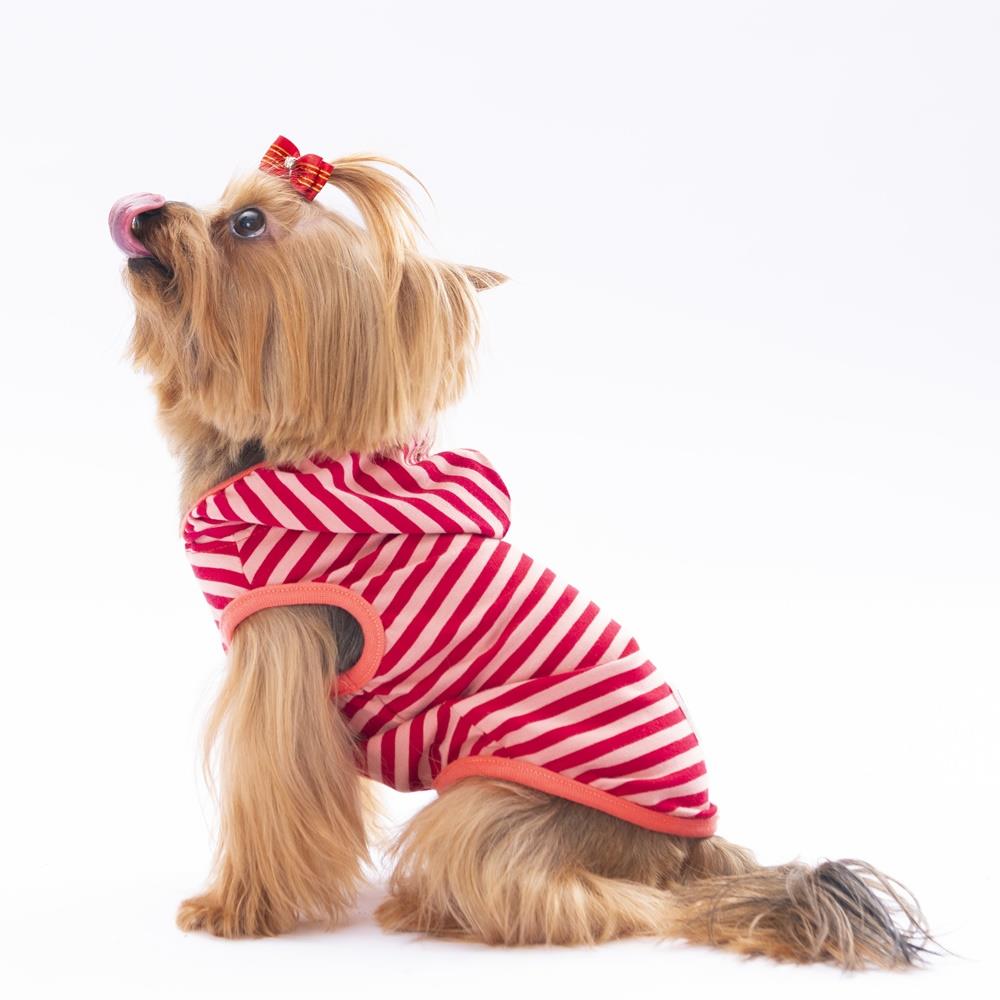 Pawstar Red Sunny Küçük Irk Köpek Penye T-shirtü