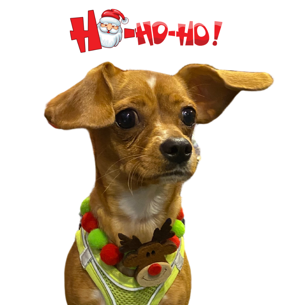 Kedi ve Köpek Yılbaşı Kolye Tasması