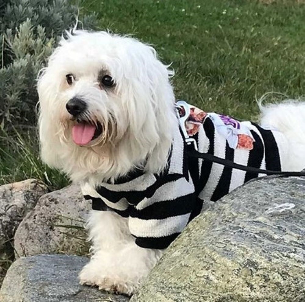 Miniş Siyah Teddy Küçük Köpek Triko Kazağı