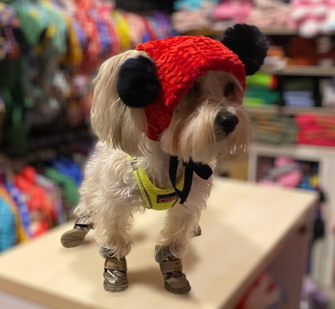 Kışlık Küçük Irk Köpek Şapkası-Kırmızı