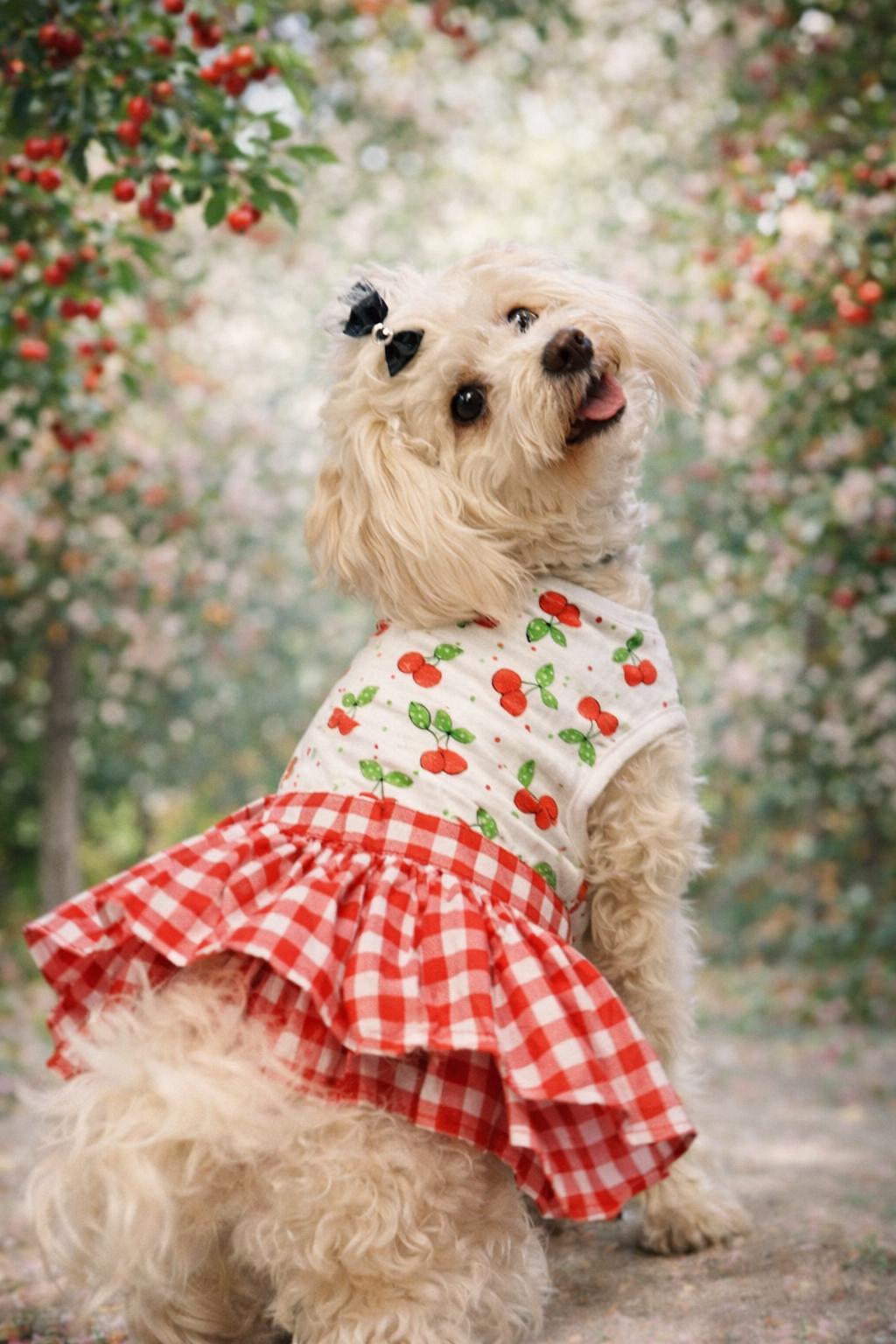 Gedyco Kirazlı Kareli Küçük Irk Köpek Elbisesi
