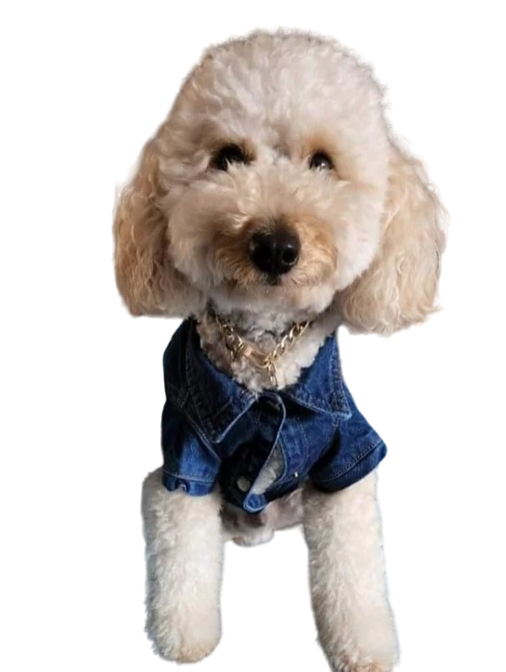 Küçük Irk Köpek için Dark Jean Ceket