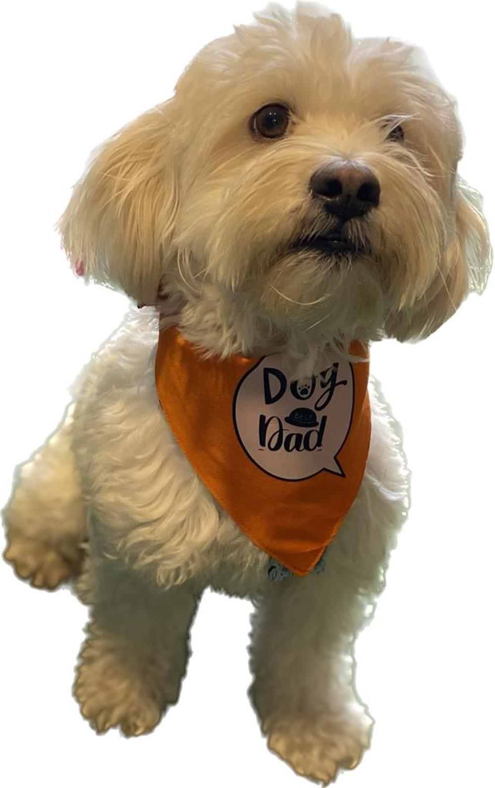 Dog Dad Orange Köpek Bandanası Standart Beden