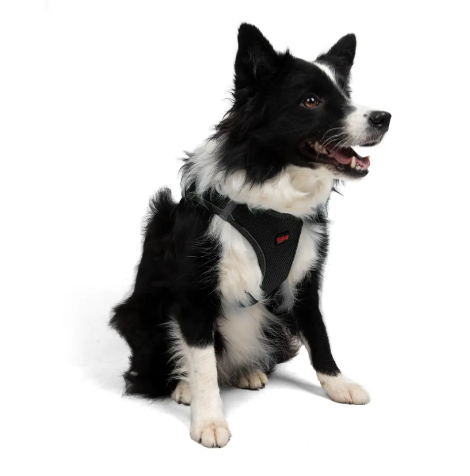 Tailpetz Air-Mesh Siyah Göğüs Tasması