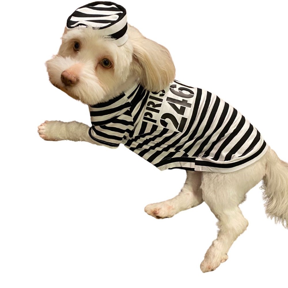 Ziggy Dog Prisoner Küçük Köpek T-shirtü