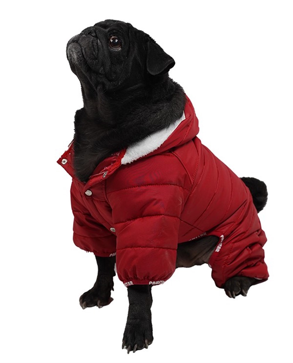 Pawstar Sport Küçük Irk Köpek Yağmurluk Tulumu Kırmızı