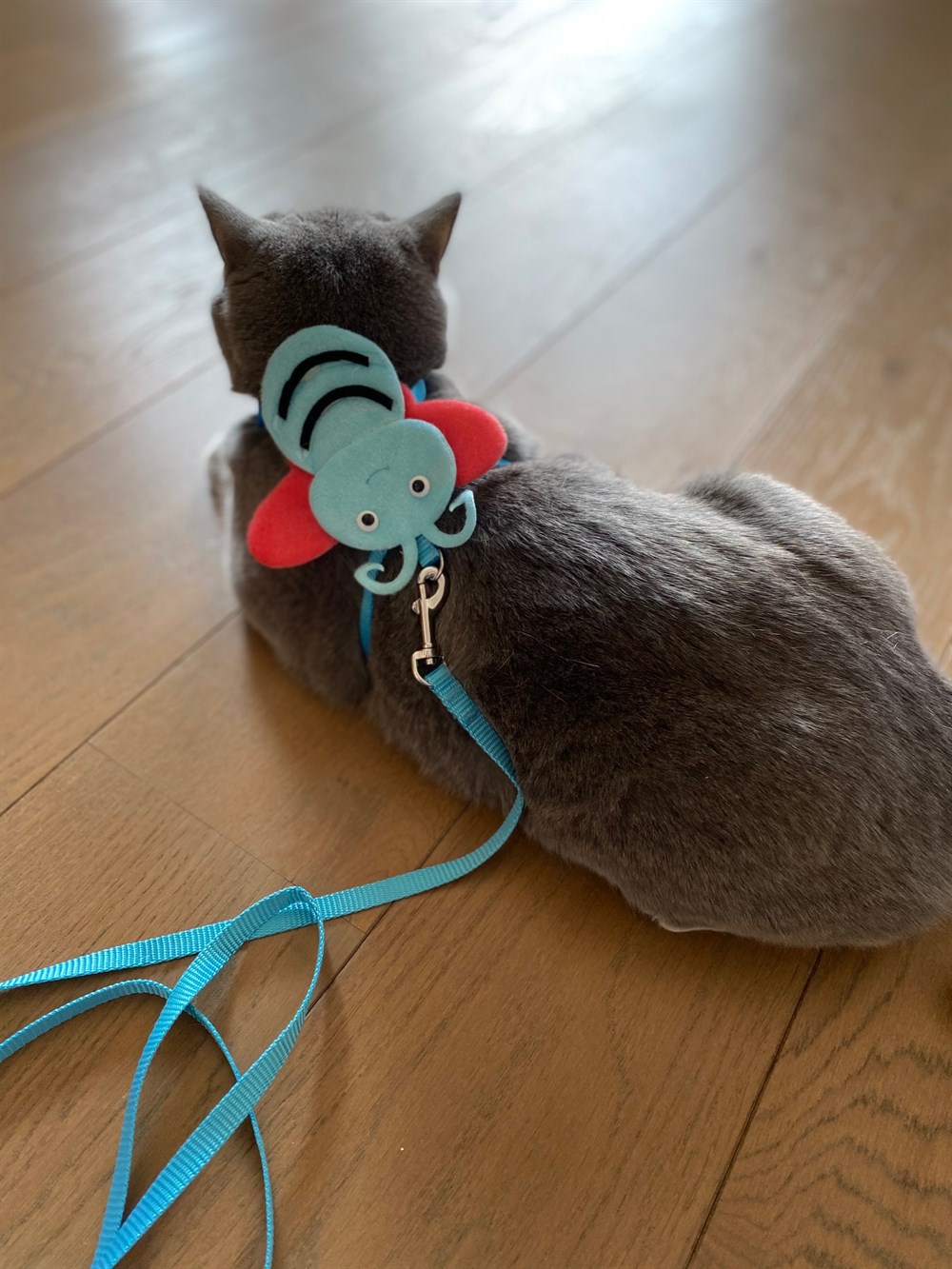 Mavi Arıcık Kedi ve Köpek Gezdirme ve Göğüs Tasma Seti