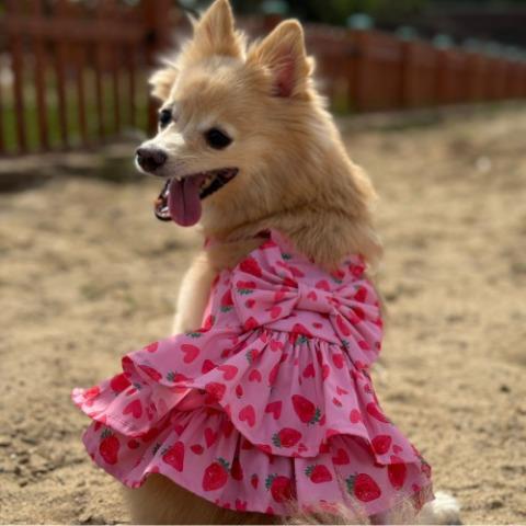 Gedyco Çilekli Fırfırlı Salopet Küçük Irk Köpek Elbisesi