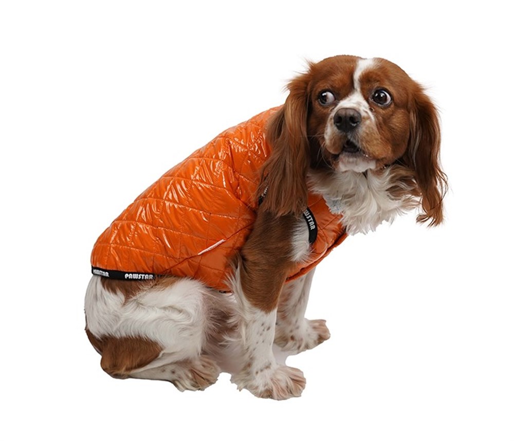 Pawstar Puff Turuncu Küçük Köpek Montu