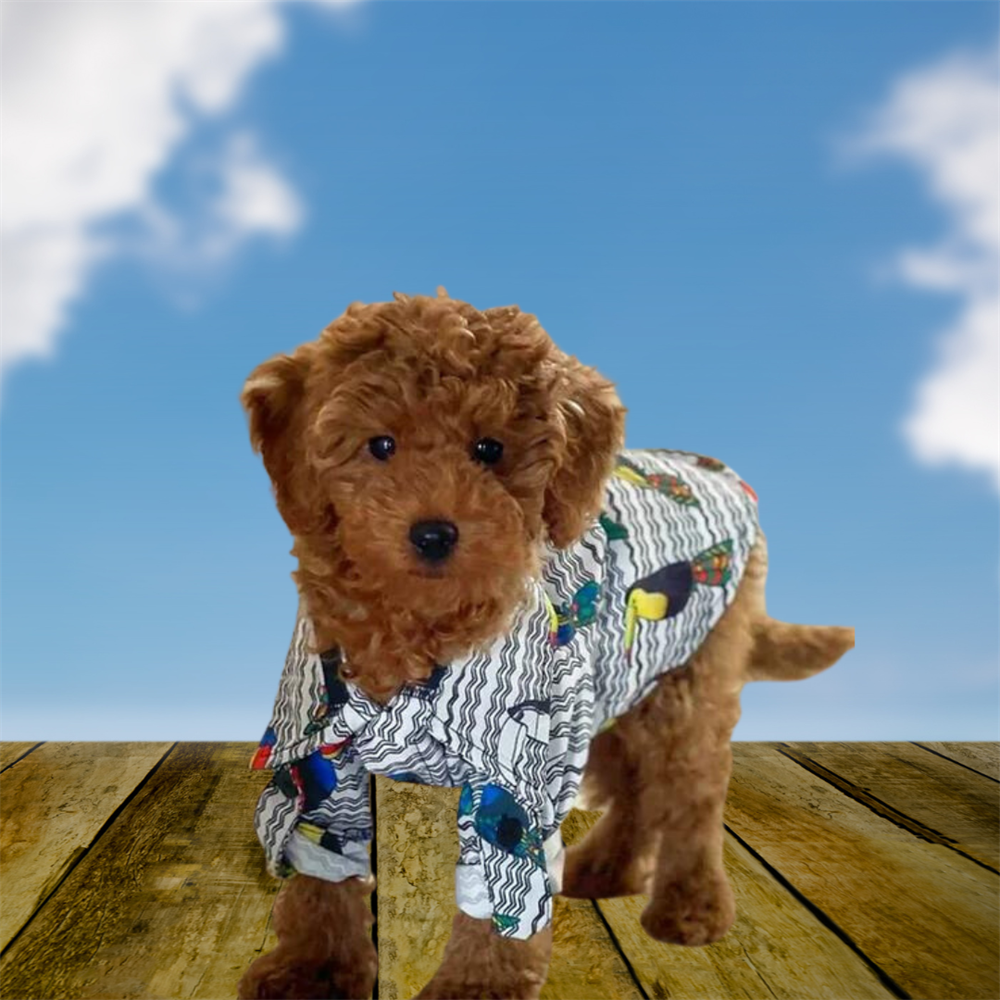 Tukanlı Küçük Irk Köpek Gömleği (2,5 kg - 6,5 kg arasına uygun bedenlerde)