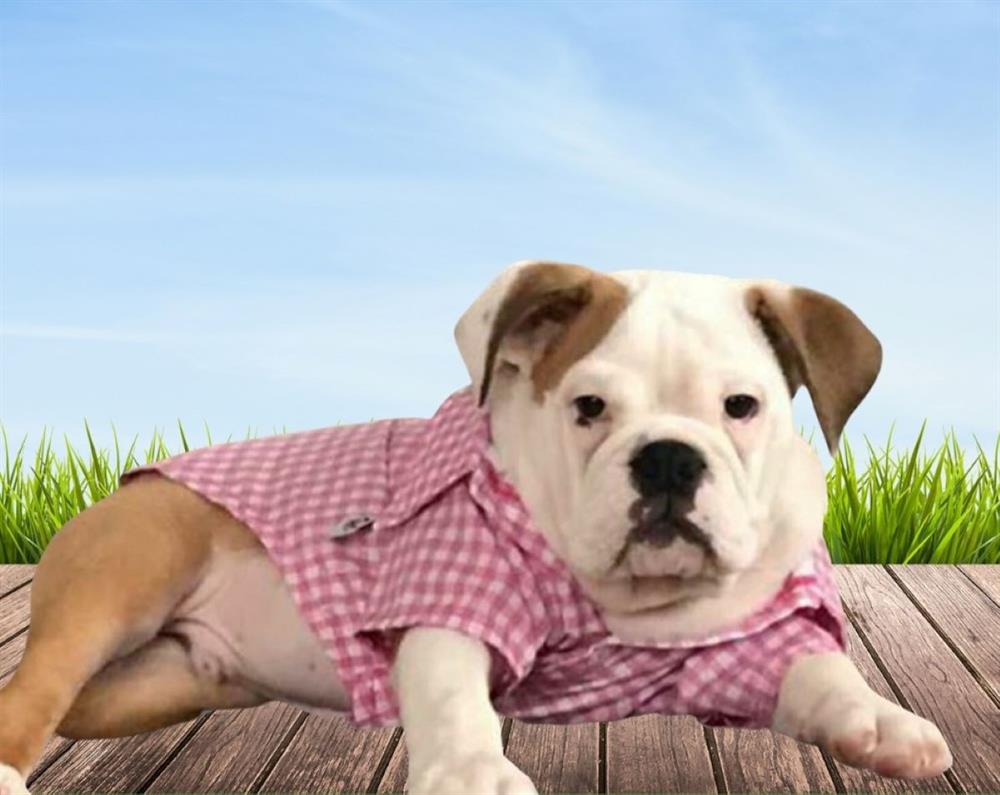 Pembe Kareli Küçük Irk Köpek Gömleği (4,5 kg - 13 kg arasına uygun bedenlerde)