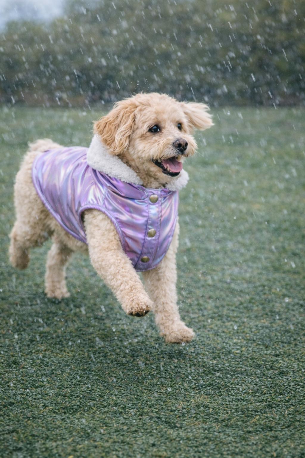 Gedyco Shiny Lilac Kalın Polarlı Küçük Irk Köpek Yeleği