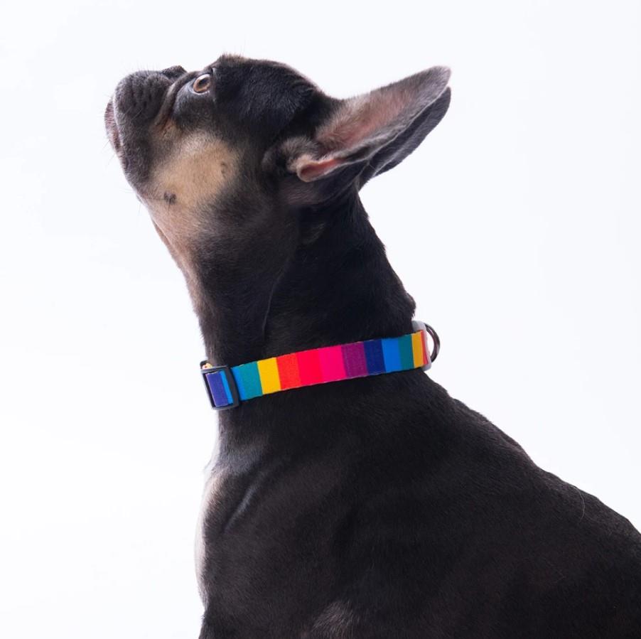 Pawstar Rainbow Boyun Tasması M (Boyun çevresi: 32 cm x 48 cm)