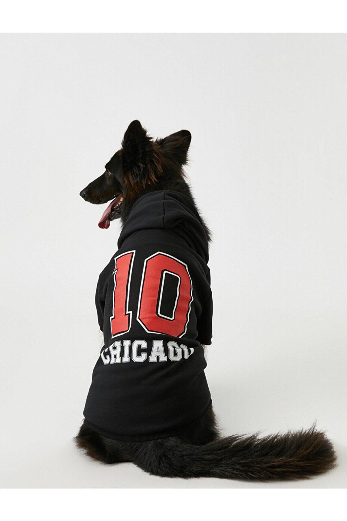 Koton Chicago Büyük Irk Köpek Sweatshirtü