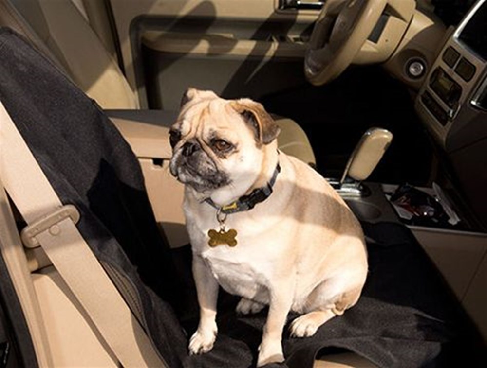 Petzoom Köpek için Araç Ön Koltuk Şiltesi - Küçük Boy