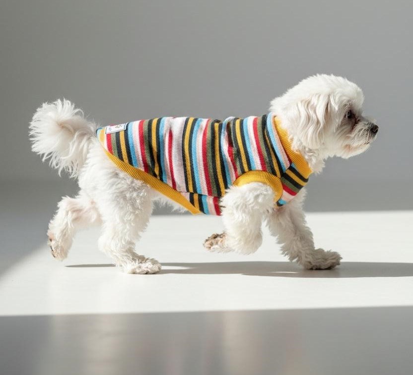 Miniş Striped İnce Triko Küçük Irk Köpek Kazağı