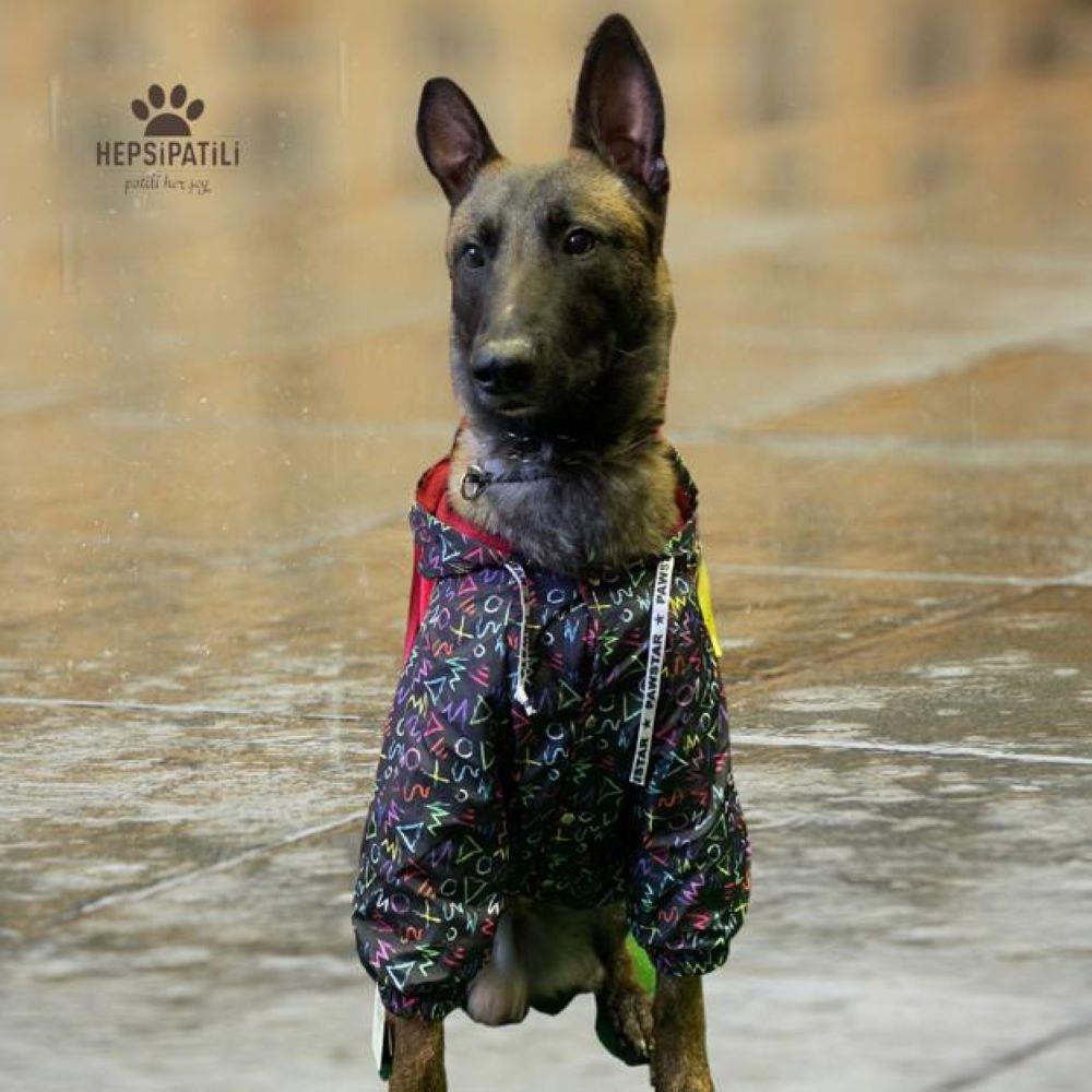 Pawstar Symbolum İçi Polar Orta-Büyük Irk Köpek Yağmurluğu