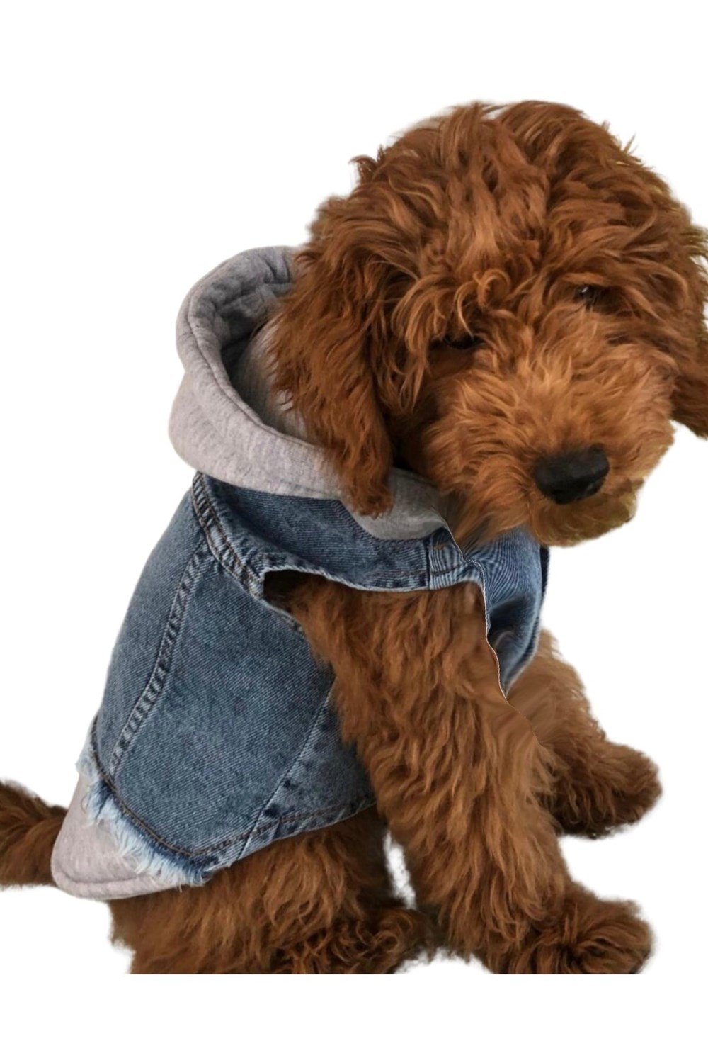 Küçük Irk Köpek için Gri Sweatshirt Jean Yelek