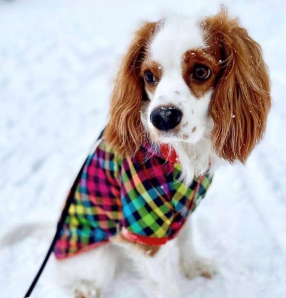 Oduncu Desen Köpek Yağmurluğu (4,5 kg - 14 kg arası köpeklere uygun bedenlerde)