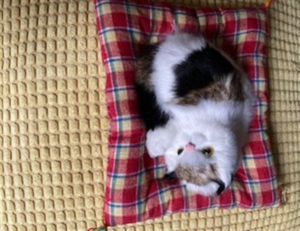 Mİnder Üzerinde Uyuyan Sevimli Kedi (Miyavlıyor bir de)