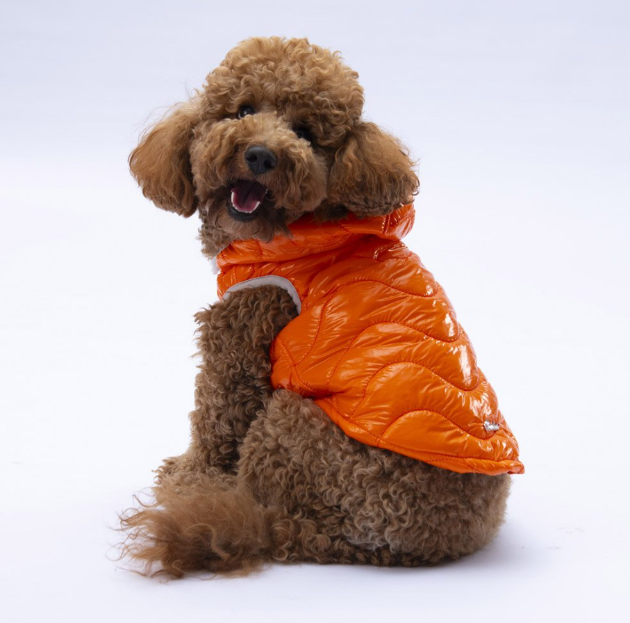 Pawstar Turuncu Light Wave Su İtici Küçük Irk Köpek Yağmurluğu