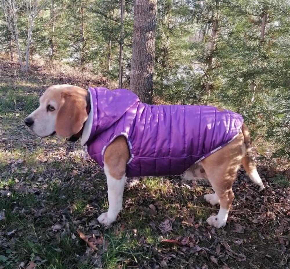 Pawstar Sport Orta-Büyük Irk Köpek Yağmurluğu Mor