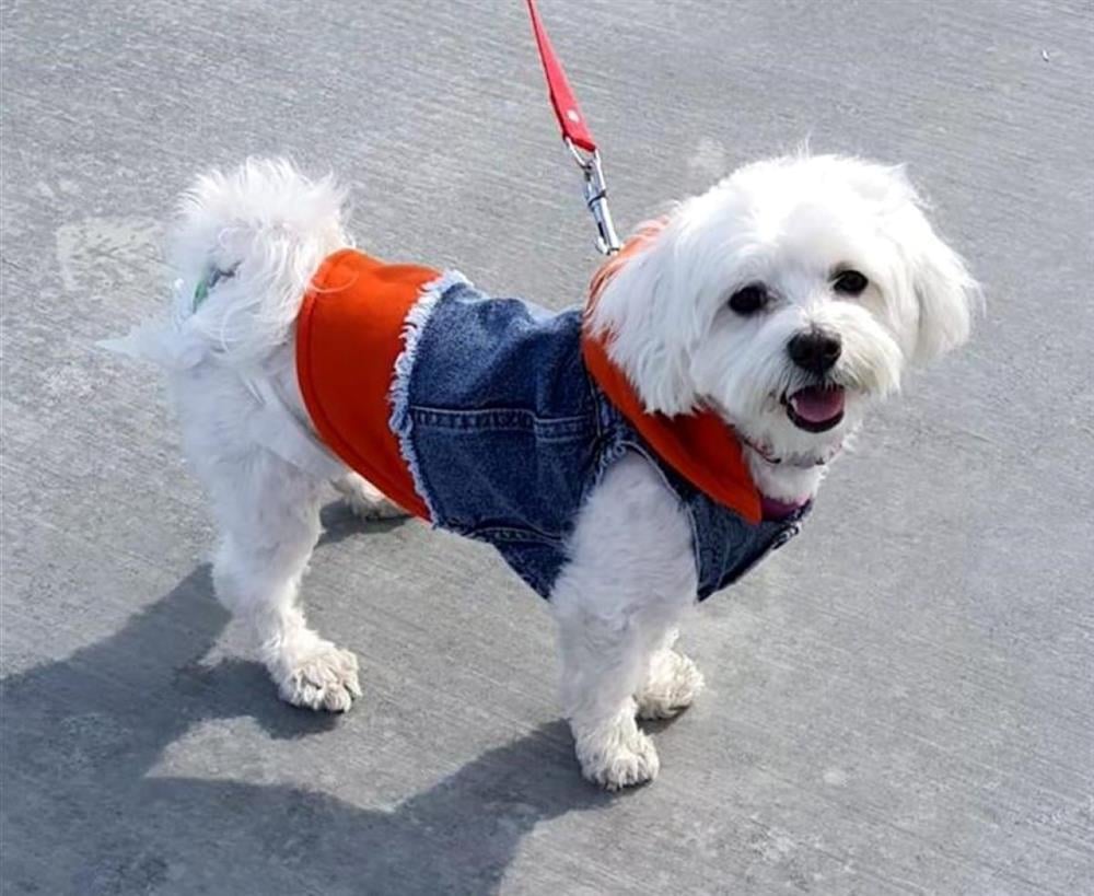Küçük Irk Köpek için Turuncu Sweatshirt Jean Yelek (2 kg-12 kg arasına uygun bedenlerde)