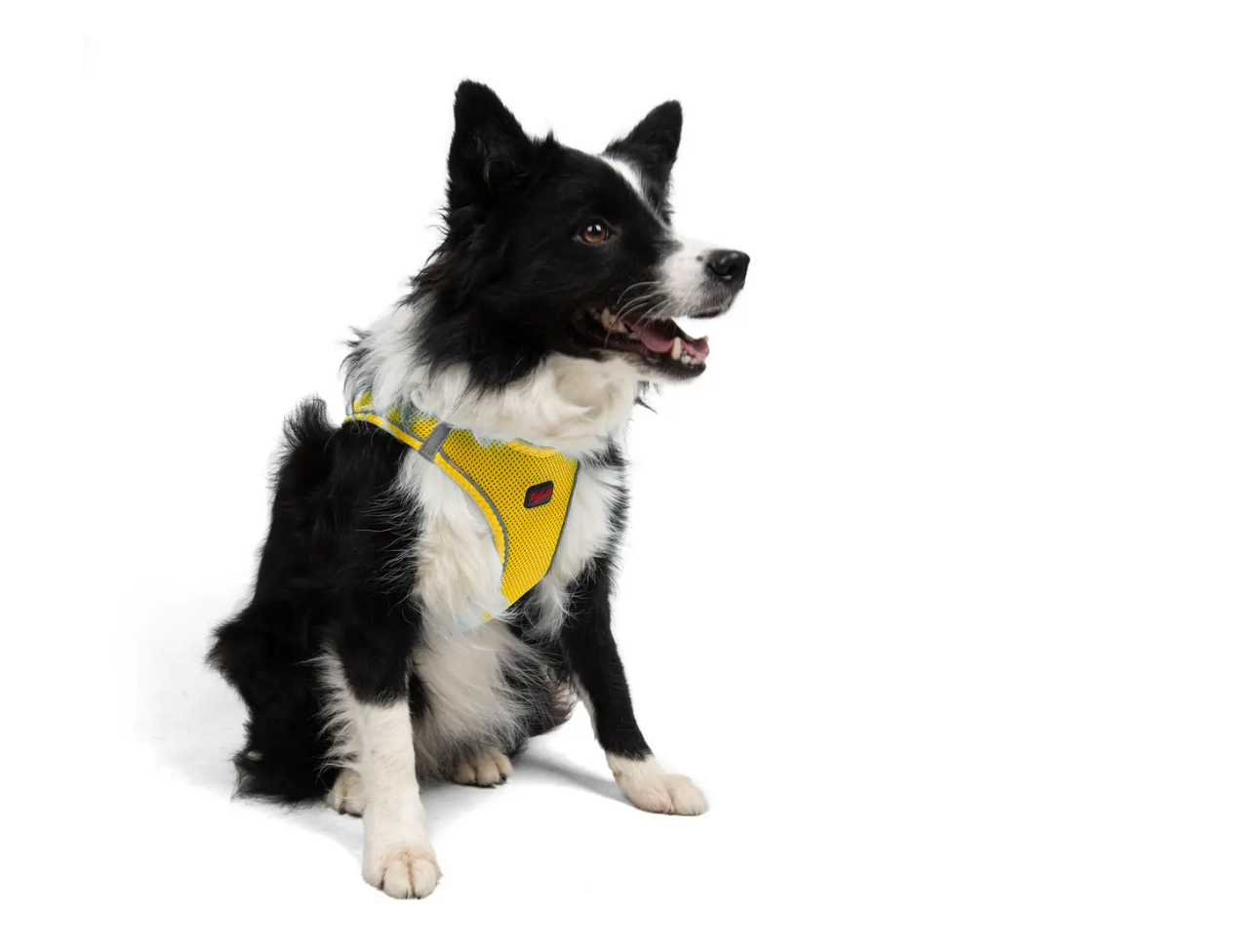 Tailpetz Air-Mesh Yellow Göğüs Tasması