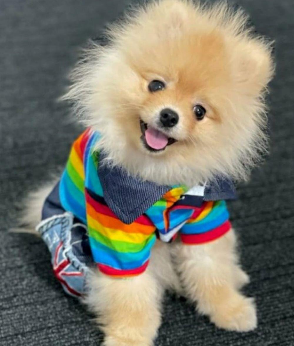 Renkli Penye T-shirtlü Kot Küçük Köpek Tulumu (2,5 kg-13 kg arasına uygun)