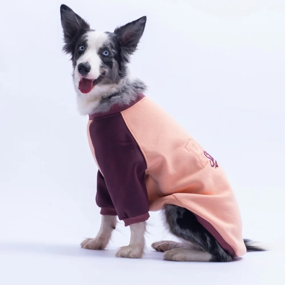 PawStar 26784 Somon Boston Pawstar Büyük Irk Sweat