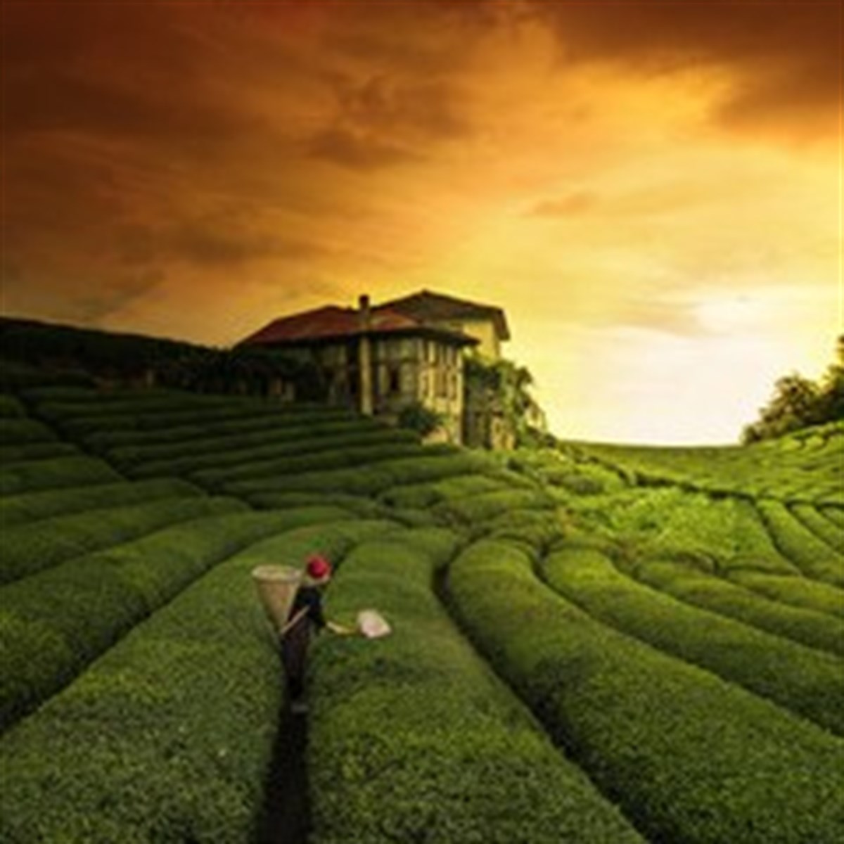 ÇAY ÜRETİMİ DENEYİM TURU