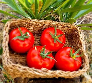 AloTropik Salkım Domatesi 8 Kg